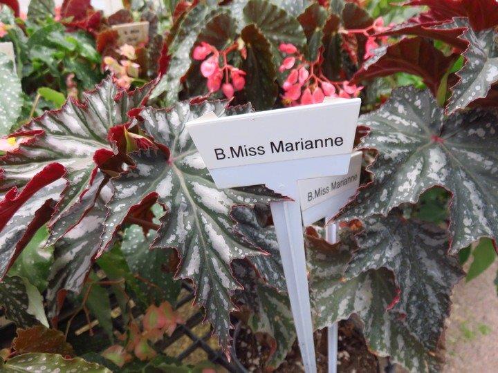 B. ‘Miss Marianne’